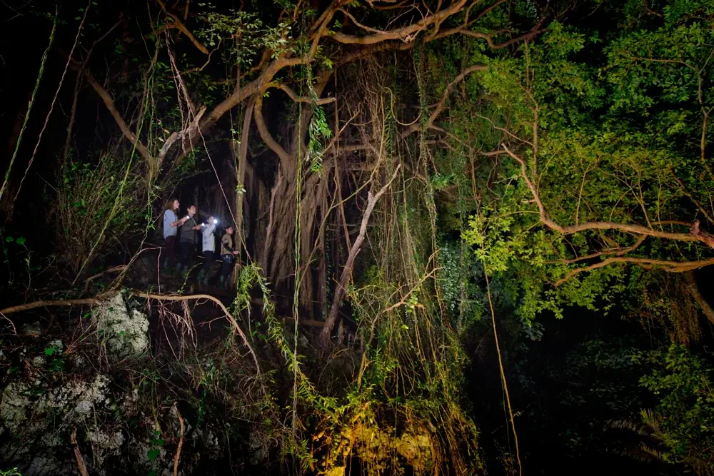 【自然が灯す光に気づく夜】沖縄本島南部、本物のジャングルから見上げる冬の夜空！【閉園後のテーマパーク内のジャングルを歩こう！】 画像 3