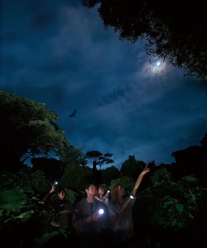 【自然が灯す光に気づく夜】沖縄本島南部、本物のジャングルから見上げる冬の夜空！【閉園後のテーマパーク内のジャングルを歩こう！】 画像 5
