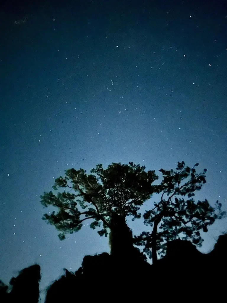 【自然が灯す光に気づく夜】沖縄本島南部、本物のジャングルから見上げる冬の夜空！【閉園後のテーマパーク内のジャングルを歩こう！】 画像 6