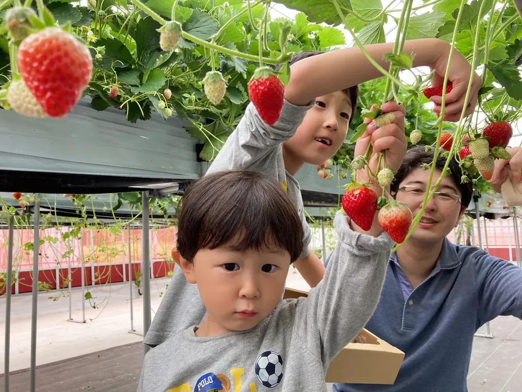 子供たちの味覚が鈍くなった？宮城県山元町で“味覚の目覚め”を体験！親子で楽しむ、こどもパティシエのいちごクリスマスケーキ作り〜山元ヒルズファームにて12/13開催〜 画像 1