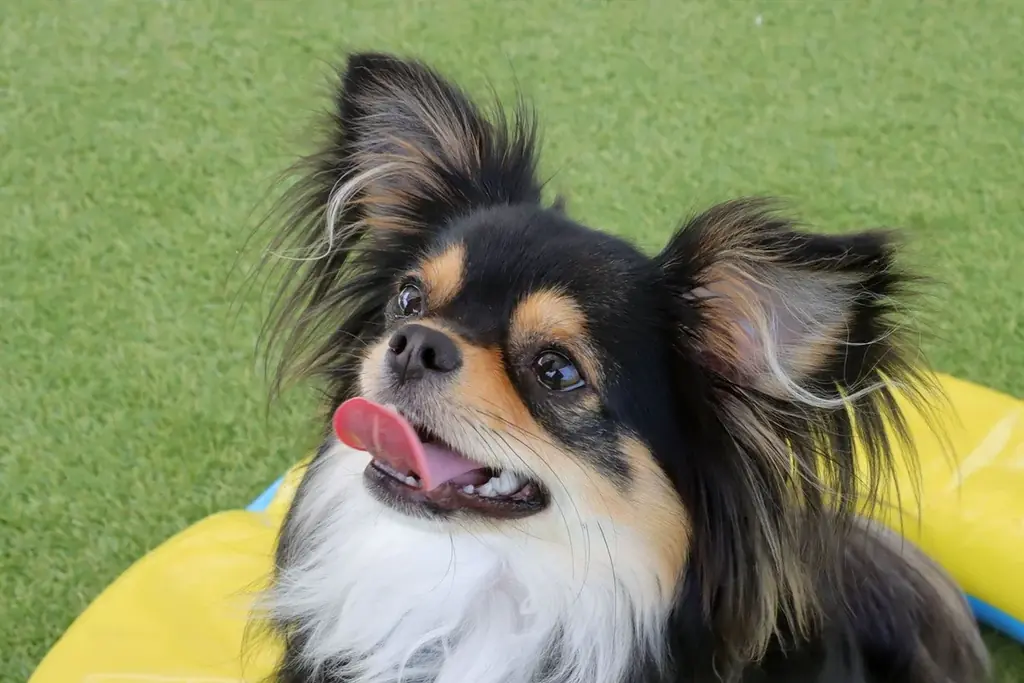 〔いぬやど新掲載〕愛犬とショッピングモールに宿泊する！？新しい宿泊体験ができる「京町湯屋SOKOTOTOはなれ」 画像 11