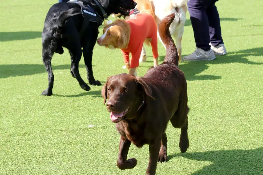 〔いぬやど新掲載〕愛犬とショッピングモールに宿泊する！？新しい宿泊体験ができる「京町湯屋SOKOTOTOはなれ」 画像 13