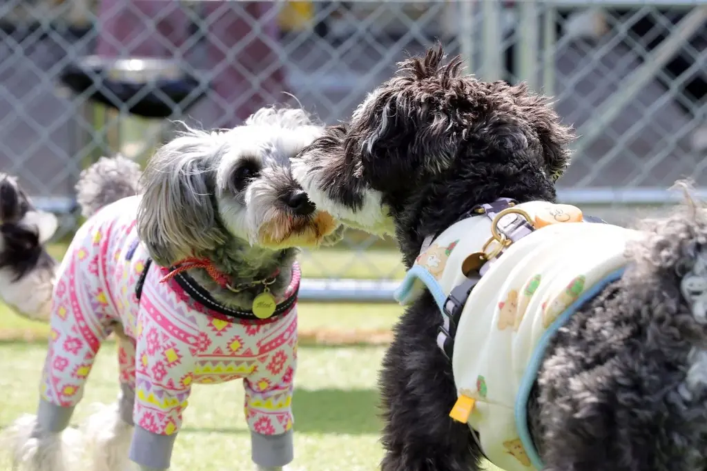 〔いぬやど新掲載〕愛犬とショッピングモールに宿泊する！？新しい宿泊体験ができる「京町湯屋SOKOTOTOはなれ」 画像 4