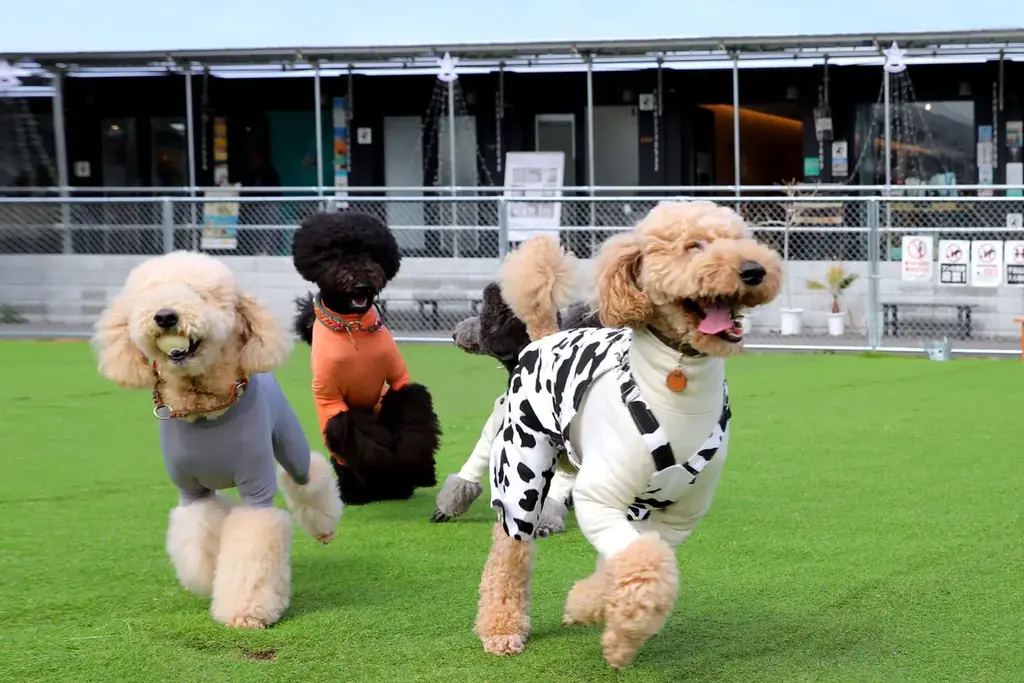 〔いぬやど新掲載〕愛犬とショッピングモールに宿泊する！？新しい宿泊体験ができる「京町湯屋SOKOTOTOはなれ」 画像 7