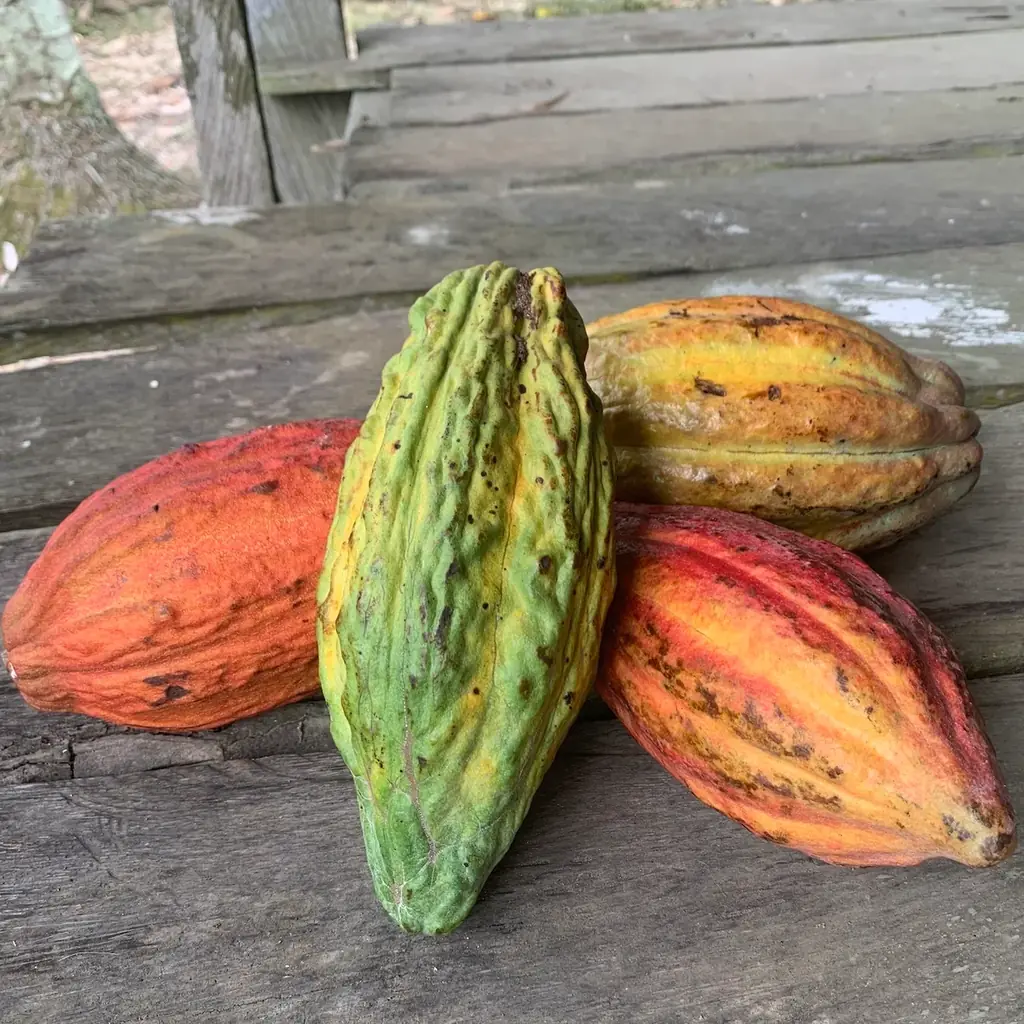 【カカオの発酵を極める】横浜発VANILLABEANSと京都発dari Kのコラボレーション、”特別発酵”のショコラ３種を12月18日（木）販売開始、１月には特別イベントも開催 画像 5