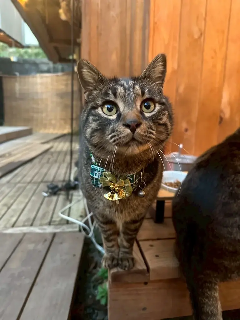 千葉　里山クリスマス 2025-2026｜クリスマス装飾とフォトスポットを展開！猫たちもクリスマスリボンでお出迎え、冬の特別イベントこたつみかんまつり同時開催 画像 5