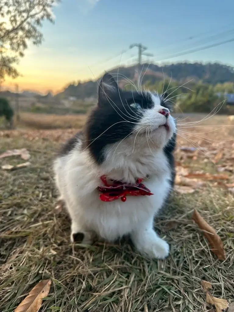 千葉　里山クリスマス 2025-2026｜クリスマス装飾とフォトスポットを展開！猫たちもクリスマスリボンでお出迎え、冬の特別イベントこたつみかんまつり同時開催 画像 6