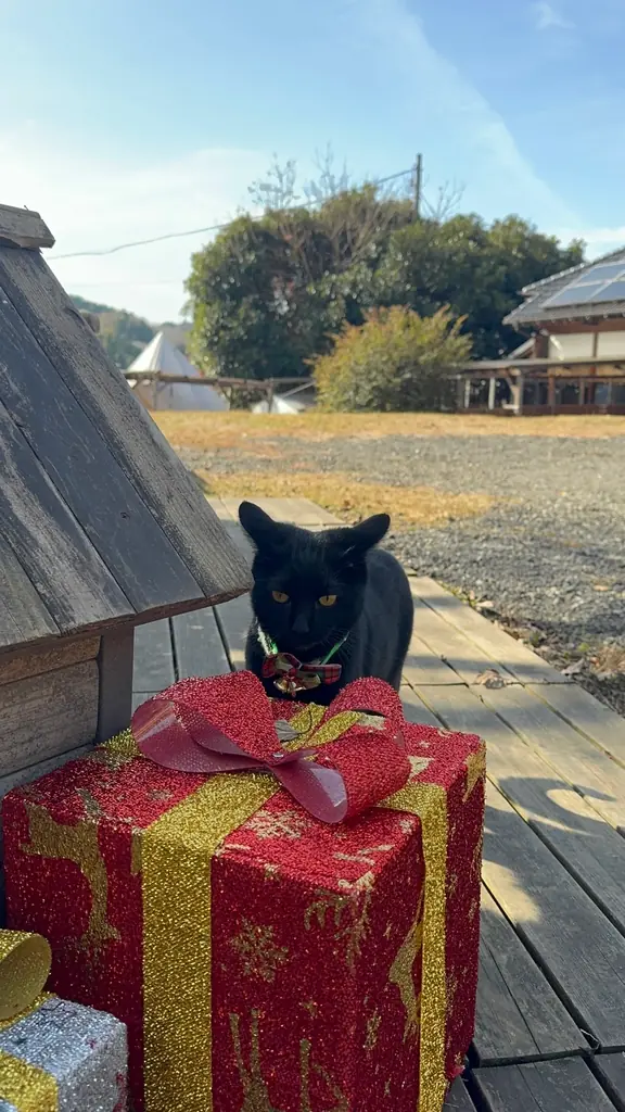 千葉　里山クリスマス 2025-2026｜クリスマス装飾とフォトスポットを展開！猫たちもクリスマスリボンでお出迎え、冬の特別イベントこたつみかんまつり同時開催 画像 7