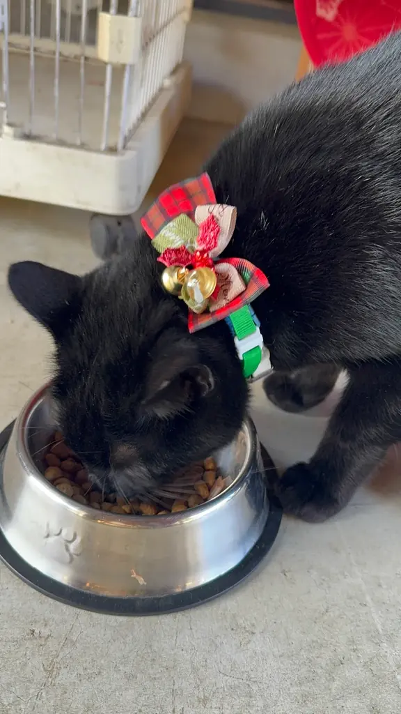 千葉　里山クリスマス 2025-2026｜クリスマス装飾とフォトスポットを展開！猫たちもクリスマスリボンでお出迎え、冬の特別イベントこたつみかんまつり同時開催 画像 8