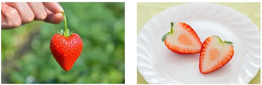 いちご生産量日本一の栃木県産“とちあいか”の無料試食も！12月20日から「WITH HARAJUKU」にてイベント開催。際立つ甘み、ハート型が特徴！ 画像 11