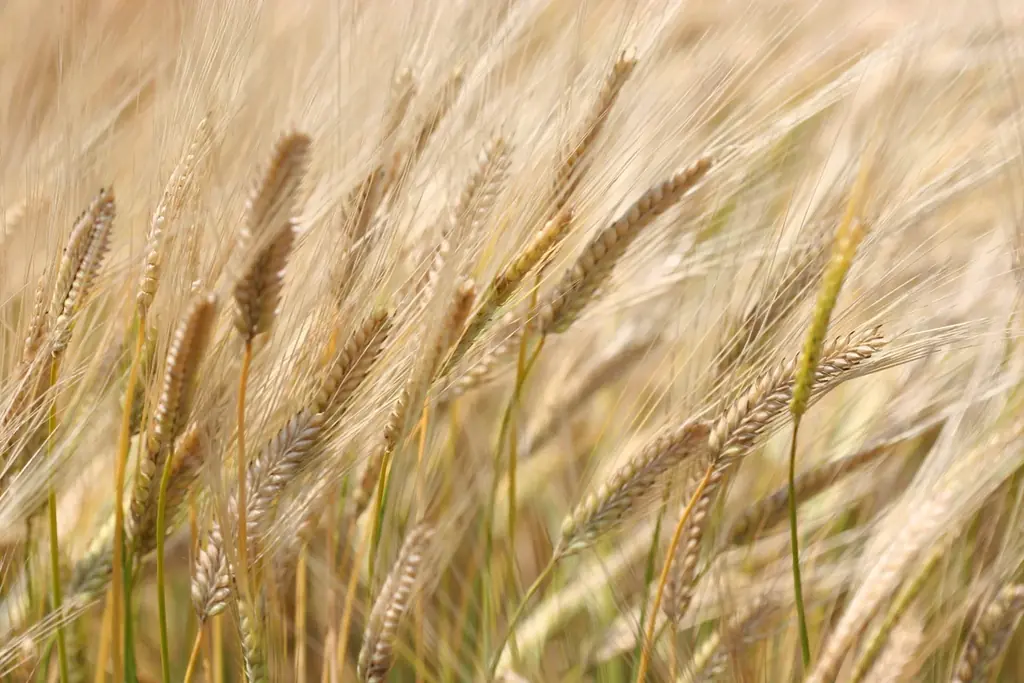 世界初！現代日本酒技術をベースに、国産大麦100%で醸す《純麦酒》誕生。LINNÉと焼酎蔵・天盃が共創し、麹の可能性を世界にひろげる【12月11日発売】 画像 4