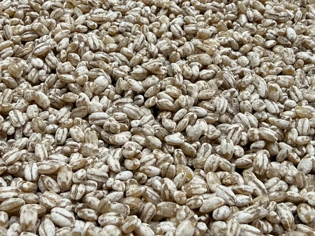 世界初！現代日本酒技術をベースに、国産大麦100%で醸す《純麦酒》誕生。LINNÉと焼酎蔵・天盃が共創し、麹の可能性を世界にひろげる【12月11日発売】 画像 5