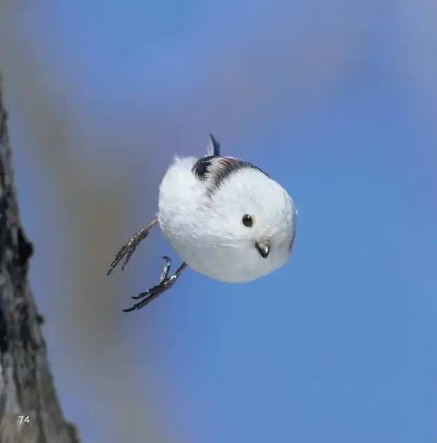 もふもふ（・⊝・）しゅっぱつ！　北海道の冬空を自由自在に飛び回る”雪の妖精”シマエナガのもふふわ写真集『ロケットシマエナガ』が、12月23日発売！　2026年カレンダーも発売中、大好評重版出来！ 画像 2