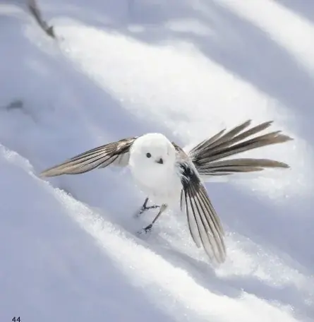 もふもふ（・⊝・）しゅっぱつ！　北海道の冬空を自由自在に飛び回る”雪の妖精”シマエナガのもふふわ写真集『ロケットシマエナガ』が、12月23日発売！　2026年カレンダーも発売中、大好評重版出来！ 画像 4