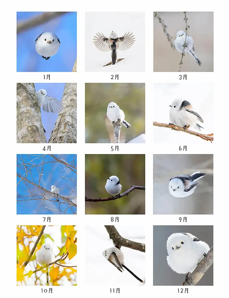 もふもふ（・⊝・）しゅっぱつ！　北海道の冬空を自由自在に飛び回る”雪の妖精”シマエナガのもふふわ写真集『ロケットシマエナガ』が、12月23日発売！　2026年カレンダーも発売中、大好評重版出来！ 画像 6