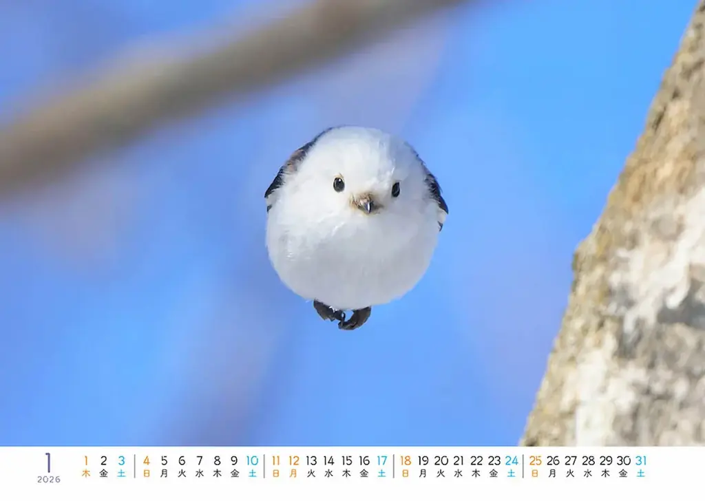 もふもふ（・⊝・）しゅっぱつ！　北海道の冬空を自由自在に飛び回る”雪の妖精”シマエナガのもふふわ写真集『ロケットシマエナガ』が、12月23日発売！　2026年カレンダーも発売中、大好評重版出来！ 画像 8