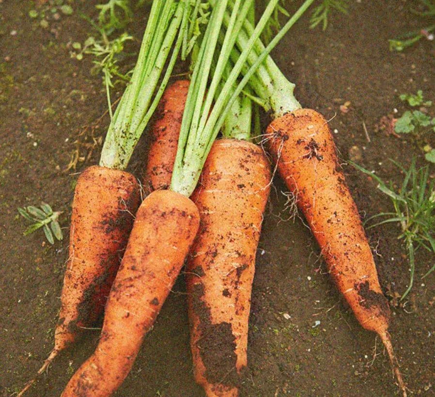 【数量限定】SKINFOODキャロットカロテンマスク7枚入りが今だけ1枚増量！ 画像 5