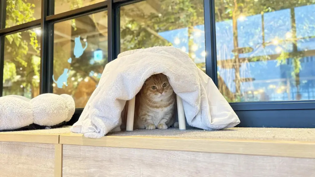 【カワスイ 川崎水族館】縁起の良いカメ＆干支のポニーが集合！家族で楽しむ「開運カメ展」を12月26日より開催！ 画像 11