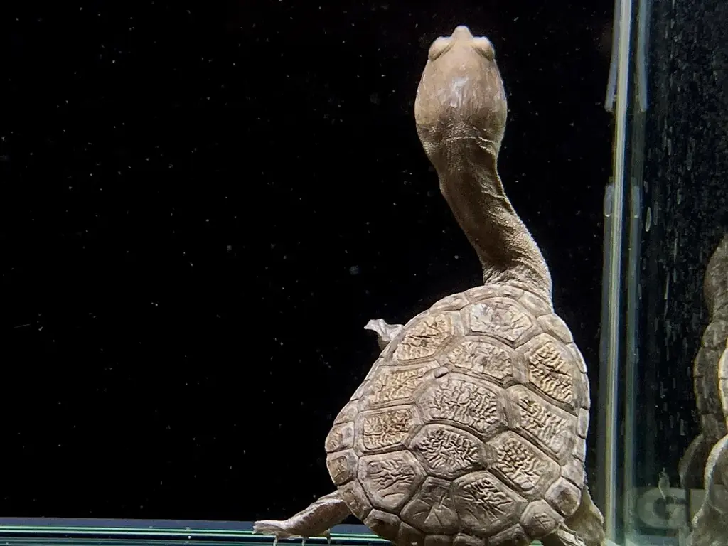 【カワスイ 川崎水族館】縁起の良いカメ＆干支のポニーが集合！家族で楽しむ「開運カメ展」を12月26日より開催！ 画像 2