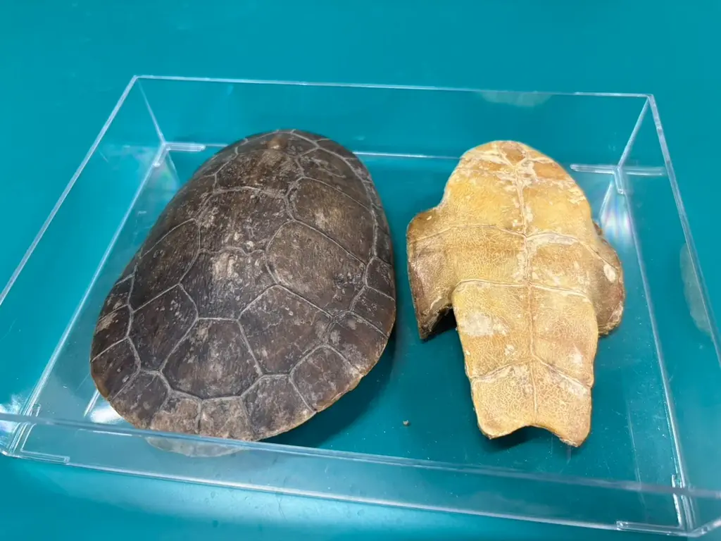 【カワスイ 川崎水族館】縁起の良いカメ＆干支のポニーが集合！家族で楽しむ「開運カメ展」を12月26日より開催！ 画像 3