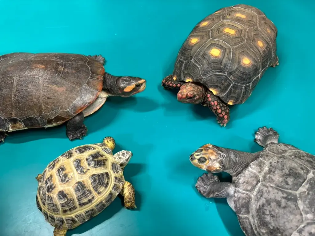 【カワスイ 川崎水族館】縁起の良いカメ＆干支のポニーが集合！家族で楽しむ「開運カメ展」を12月26日より開催！ 画像 4