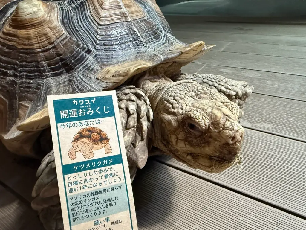 【カワスイ 川崎水族館】縁起の良いカメ＆干支のポニーが集合！家族で楽しむ「開運カメ展」を12月26日より開催！ 画像 8