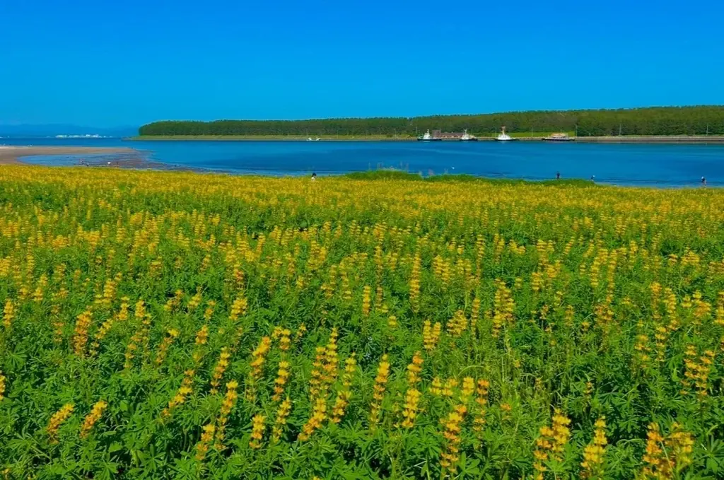 【12月25日までの入金確認で年内発送！】特別返礼品を期間限定でご用意！年末年始は人気の黒毛和牛しゃぶしゃぶ・すきやきで贅沢に過ごしませんか？ー鹿児島県東串良町 画像 8