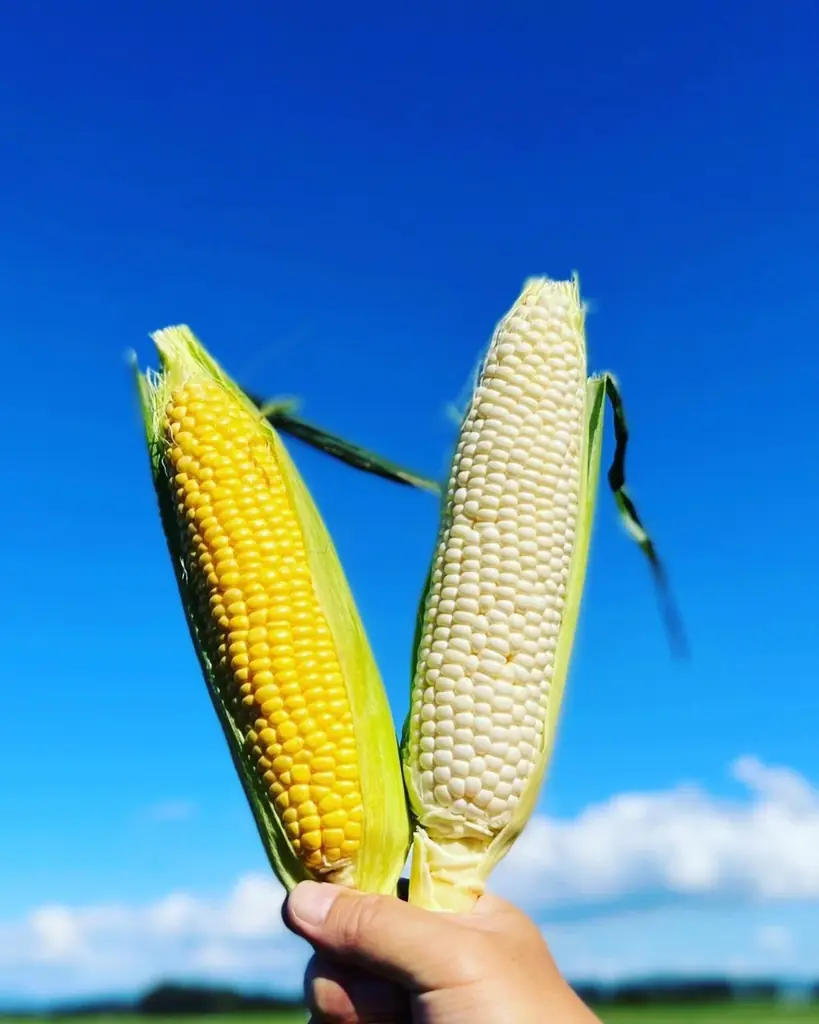 【高島屋】収穫体験・肉・海鮮・スイーツ・絶景など、五感で北海道を味わい尽くす体験が「福袋」に！北海道駐在バイヤーがご案内する『バイヤー厳選！食・体験・絶景を巡る、夏の北海道プレミアムツアー』福袋 画像 9