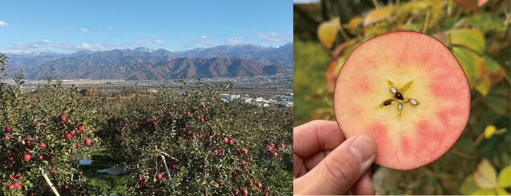 【業界初】赤果肉の林檎キルトピンクを使用した「キルトピンクシュトーレンを発売」春夏秋冬果実菓子 第一弾 画像 3