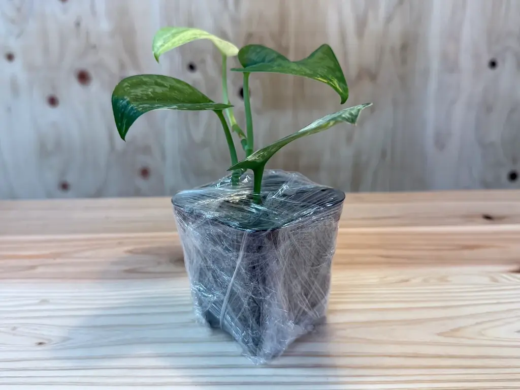 真冬でも元気で届く？Nakayama Plantsの5層梱包方法