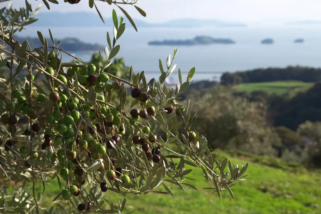 ニューヨーク品評会で7年連続金賞受賞　国産搾りたて「エキストラバージンオリーブオイルうしまど」12月19日（金）数量限定発売 画像 6