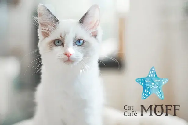12月23日オープン Cat Café MOFF川口前川店の魅力
