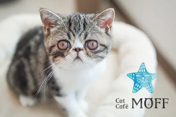 仔猫たちと過ごす“あたたかな冬”。12月23日『Cat Café MOFF』川口前川にオープン！ 画像 18