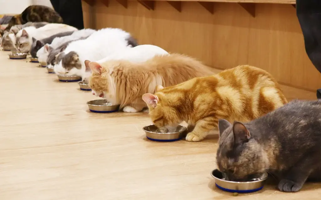 仔猫たちと過ごす“あたたかな冬”。12月23日『Cat Café MOFF』川口前川にオープン！ 画像 6