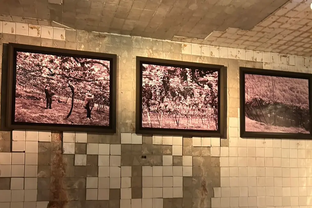 【富士桜高原麦酒】山梨の名門ワイナリー【サドヤ】とのコラボビール「葡麦 HOBAKU」を新発売！サドヤ農場産 カベルネ・ソーヴィニョンを使用！ 画像 3