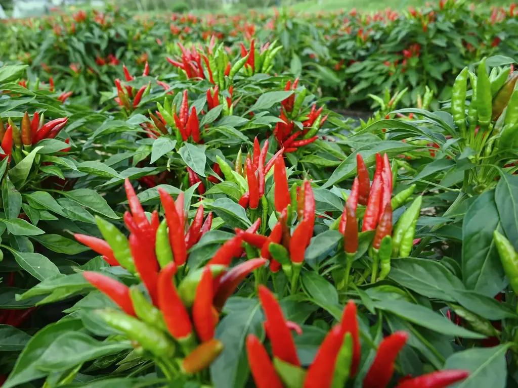 【根元 八幡屋礒五郎】第21弾目、2026年イヤーモデル《長野県150周年記念缶》を元日より発売いたします。 画像 7