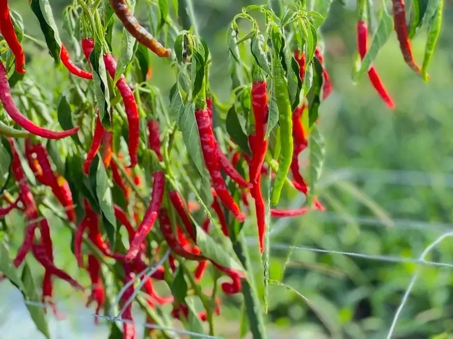 【根元 八幡屋礒五郎】第21弾目、2026年イヤーモデル《長野県150周年記念缶》を元日より発売いたします。 画像 8