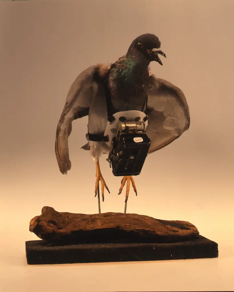 【横浜市民ギャラリーあざみ野】「あざみ野フォト・アニュアル2026」開館20周年を記念した横浜市所蔵カメラ・写真コレクションの展覧会を開催 画像 2