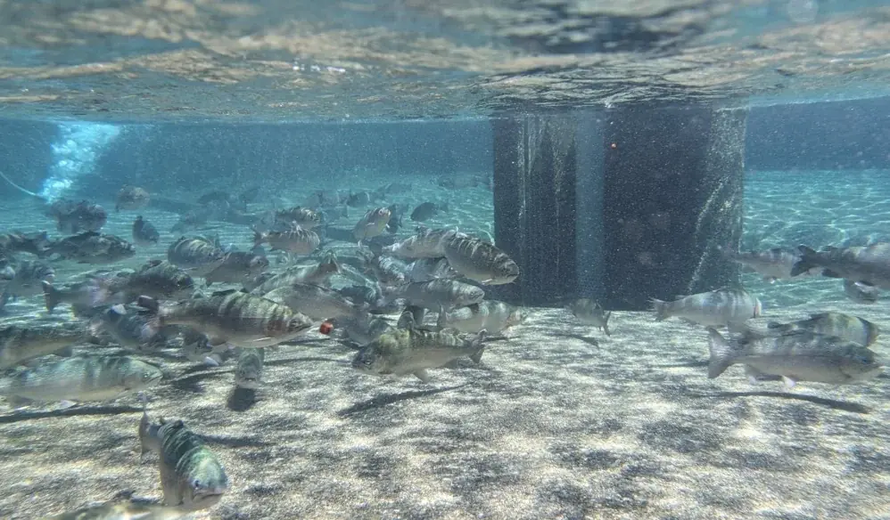 【特別育成】焼津水産高校の生徒が卵から育てたサーモンをお寿司にして地域の皆様にお届けします！淡水育ちでアニサキスの心配なし。こめ油を使ったエサで脂のり抜群＆クセの少ない味わいに！ 画像 7