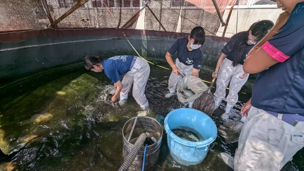 【特別育成】焼津水産高校の生徒が卵から育てたサーモンをお寿司にして地域の皆様にお届けします！淡水育ちでアニサキスの心配なし。こめ油を使ったエサで脂のり抜群＆クセの少ない味わいに！ 画像 9