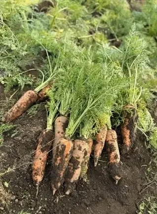 旬の国産にんじんを100％使用し、カゴメ独自の新製法「にんじん甘しぼり製法」で甘さを極めた　2026年「カゴメにんじんジュースプレミアム」数量限定発売 画像 5