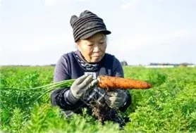 旬の国産にんじんを100％使用し、カゴメ独自の新製法「にんじん甘しぼり製法」で甘さを極めた　2026年「カゴメにんじんジュースプレミアム」数量限定発売 画像 6