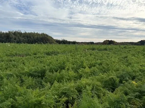 旬の国産にんじんを100％使用し、カゴメ独自の新製法「にんじん甘しぼり製法」で甘さを極めた　2026年「カゴメにんじんジュースプレミアム」数量限定発売 画像 7