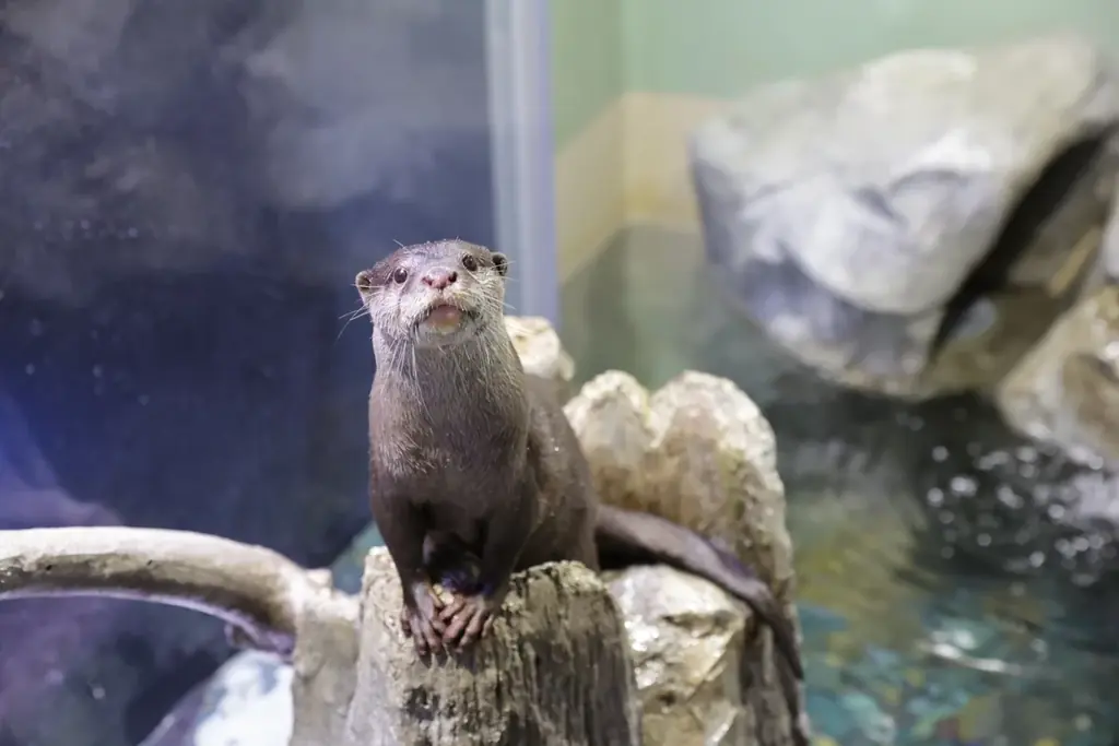 【マクセル アクアパーク品川】暖冬予報の中、都心にスノウドームのような幻想空間が登場！今冬、雪と氷につつまれた神秘的な海の世界への没入体験を。『SNOW AQUARIUM by NAKED』 画像 11