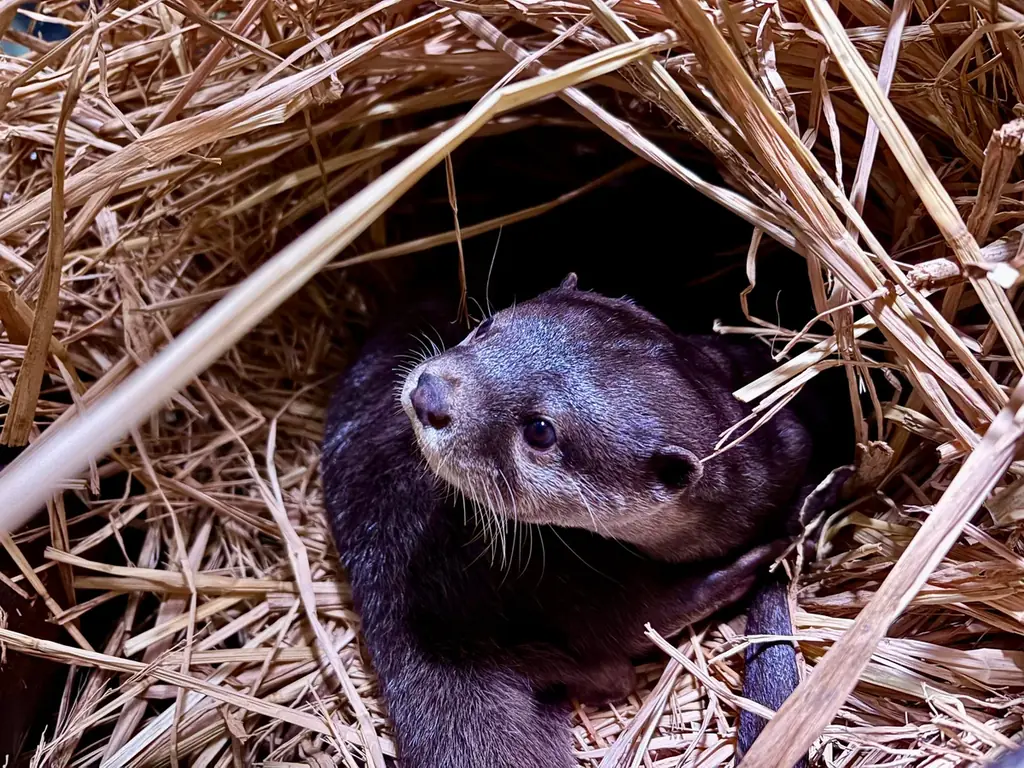 【マクセル アクアパーク品川】暖冬予報の中、都心にスノウドームのような幻想空間が登場！今冬、雪と氷につつまれた神秘的な海の世界への没入体験を。『SNOW AQUARIUM by NAKED』 画像 12