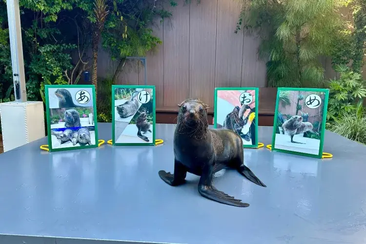 【マクセル アクアパーク品川】暖冬予報の中、都心にスノウドームのような幻想空間が登場！今冬、雪と氷につつまれた神秘的な海の世界への没入体験を。『SNOW AQUARIUM by NAKED』 画像 14