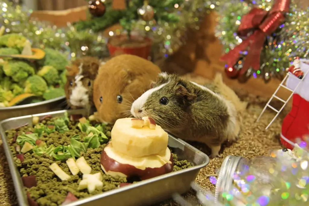 動物たちと癒しのマザー牧場クリスマス！トナカイひつじ（⁉）とサンタクロースが登場します。 画像 3