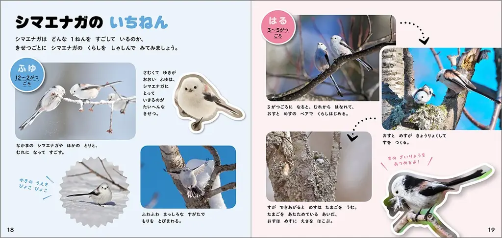 【シマエナガ好きに朗報！】1冊まるごとシマエナガ！　可愛すぎる『シマエナガのずかん』予約受付中！ 画像 4