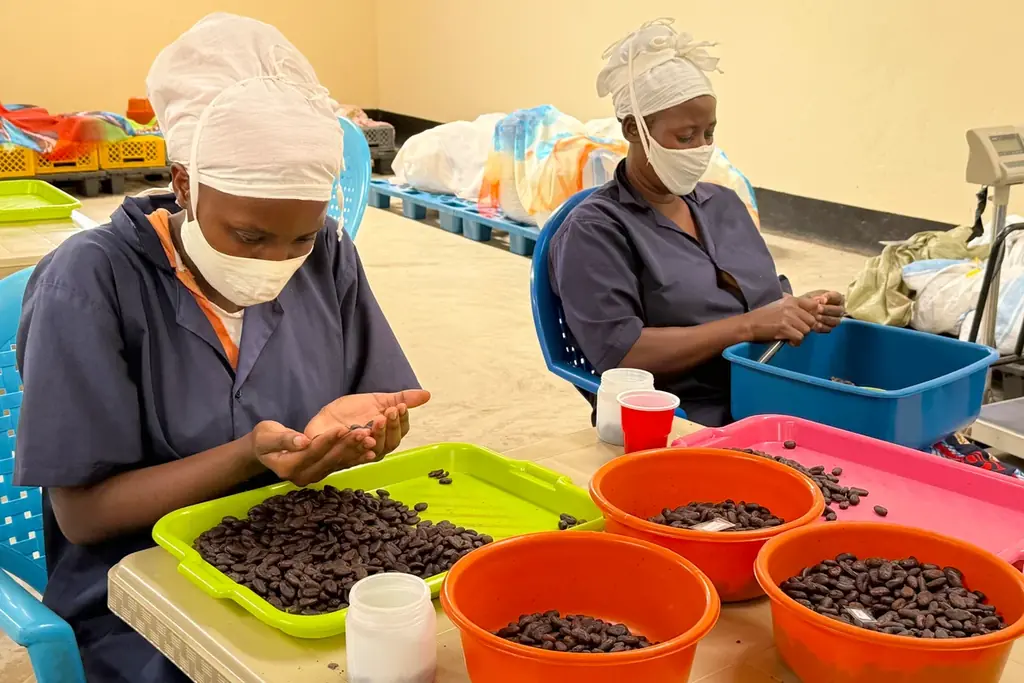 【新商品】ウガンダのクラフトマンシップが結実　ダンデライオン・チョコレート『カカオ・デュエット』1月10日（土）より発売 画像 3