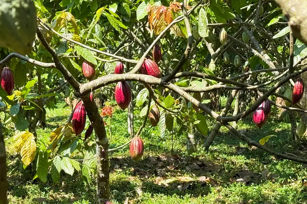 【新商品】ウガンダのクラフトマンシップが結実　ダンデライオン・チョコレート『カカオ・デュエット』1月10日（土）より発売 画像 4